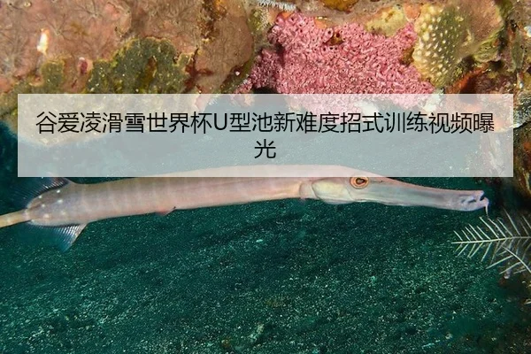gu-ai-ling-hua-xue-shi-jie-bei-xing-chi-xin-nan-du-zhao-shi-xun-lian-shi-pin-bao-guang-2-762.jpg